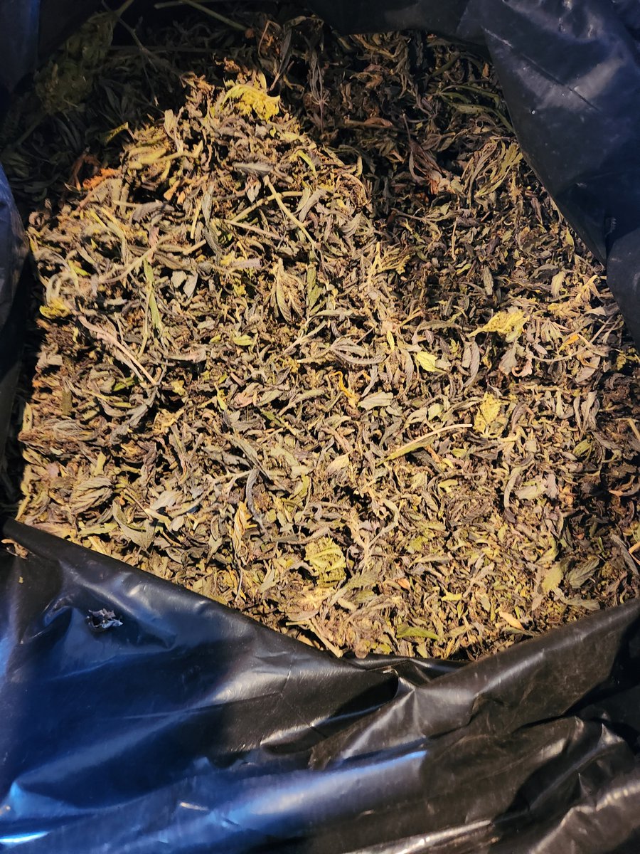 LiciousTt's tweet photo. From Trim to Gold... stay tuned for the final result
Bubble Hash run with some Gelato 44 Trim.... 
wish me luck!  

#bubblehash #growyourown #dank #seeds #weed #cannabis #hemp #highimes #theplantstable #420fastbuds #cannabisculture #marijuana #rosin #Gelato33 #gelato44 https://t.co/PEuZMRvhX8