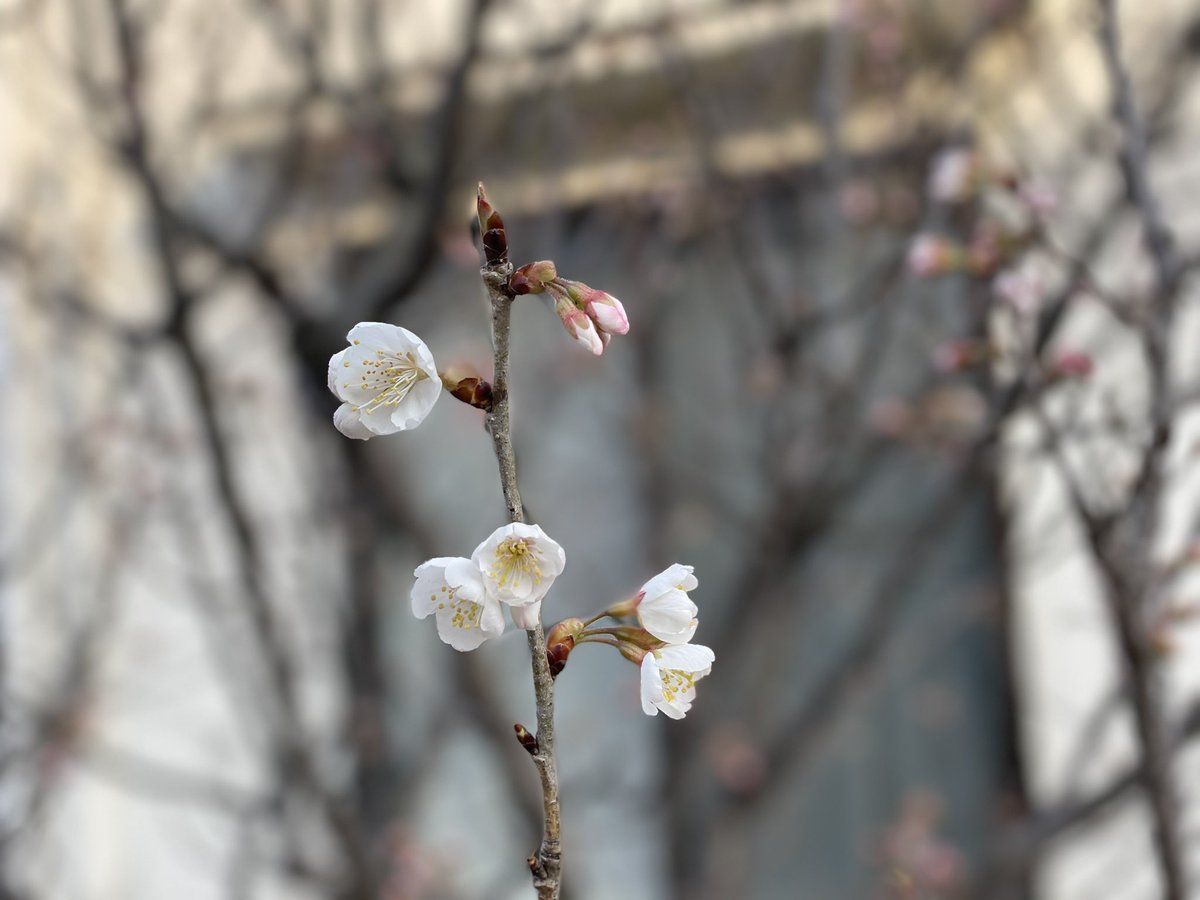 sunrise2225's tweet photo. 今年も庭のさくらんぼが咲き始めました。
例年より少し早いくらいかな。 https://t.co/7BiNJ335l9
