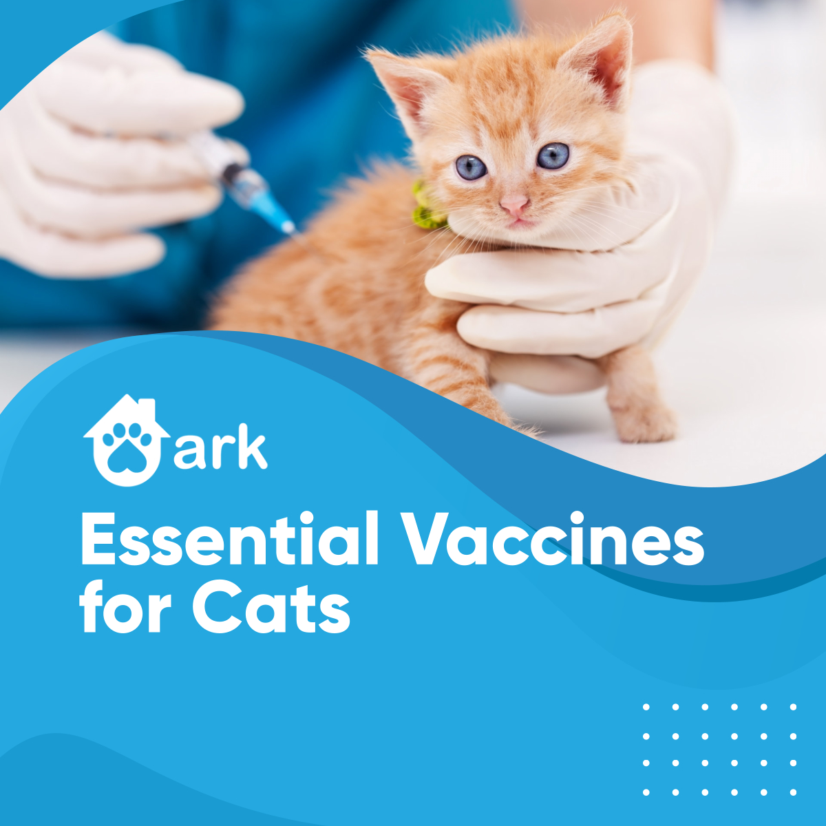 arkmobileapp's tweet photo. Your vet can assess your cat's health and lifestyle to recommend a proper set and schedule of vaccinations. The essential cat vaccines are those for Feline Calicivirus...

Read more:
https://t.co/OT0rWo1DqD

#CatsVaccination #DurhamNC #MobileApp https://t.co/Wir6kklMZ7
