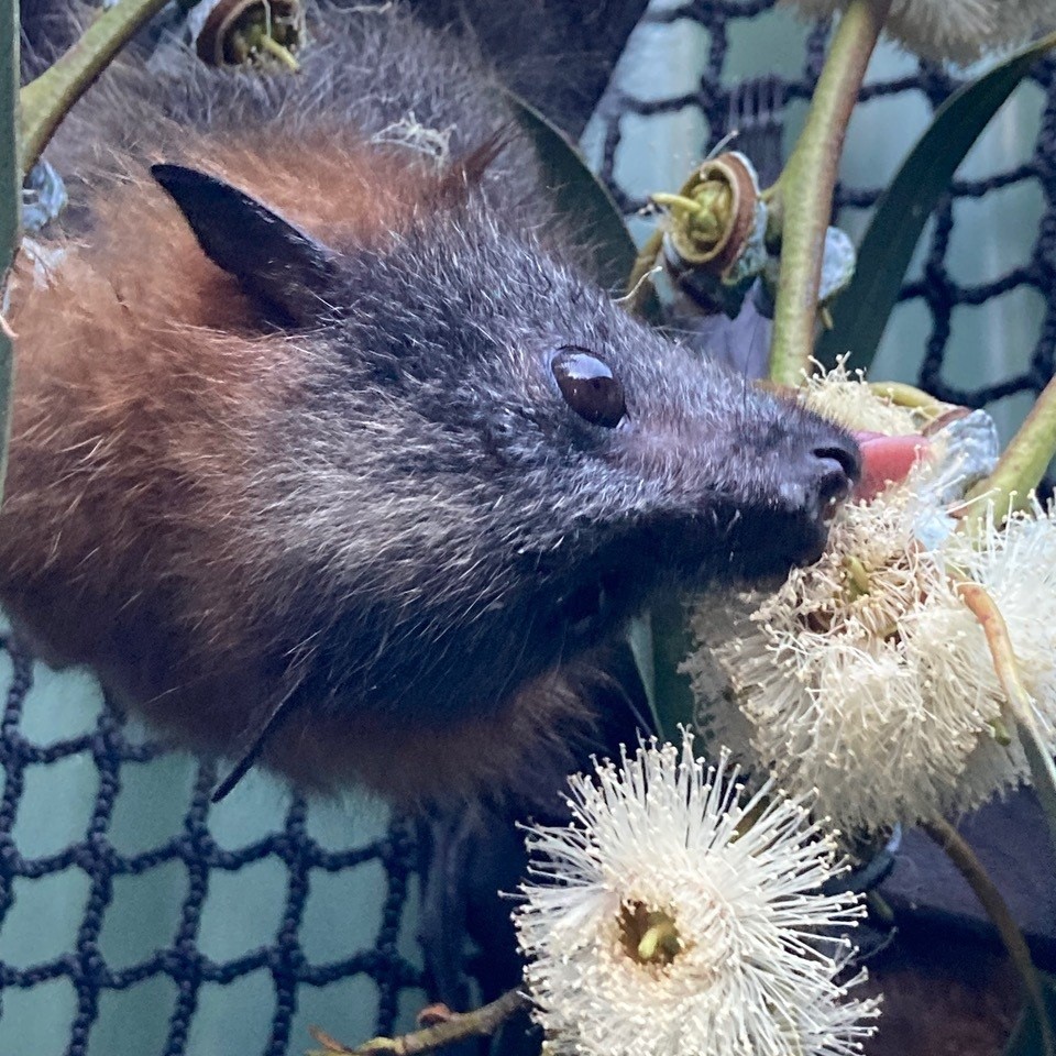 Join us for a talk by Clare Wynter, ACT Wildlife's Flying-fox coordinator: Thur, 16/3, 7.30 pm. Clare will talk about ACT #bat species & care/release of microbats & flying-foxes, including raising orphaned pups. Details: bit.ly/3LdfZZN

#WeAreCbr #cbrregion #wildlife