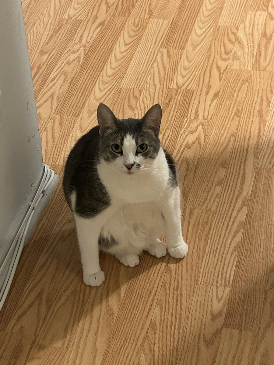 eberko7's tweet photo. POV you’re trying to get to the living room but your cat wants to fight you https://t.co/cUuxentmrc