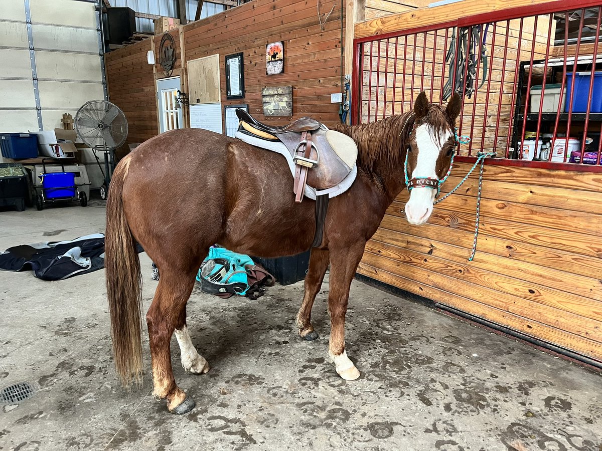 EmilyKay122's tweet photo. Me today “GDAMMIT DICKY you have the IQ of an acorn”               ………..also me, about an hour later. “oh Dicky you’re the bestest boy ever, mommy loves you so much sugar plum” #horses 😑 https://t.co/bhAROaglzT