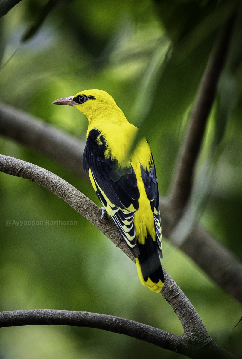 #ColourfulBirds
One of the most colourful visitor to the tree just opp to my house. 
Golden Oriole.
#IndiAves #BBCWildlifePOTD #natgeoindia #ThePhotoHour #SonyAlpha