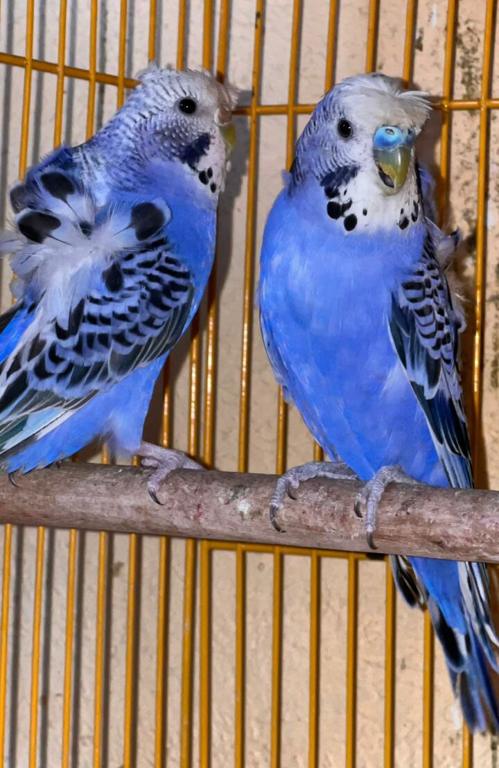 Harish Pathak on Twitter "Great place for birds in pune Very good