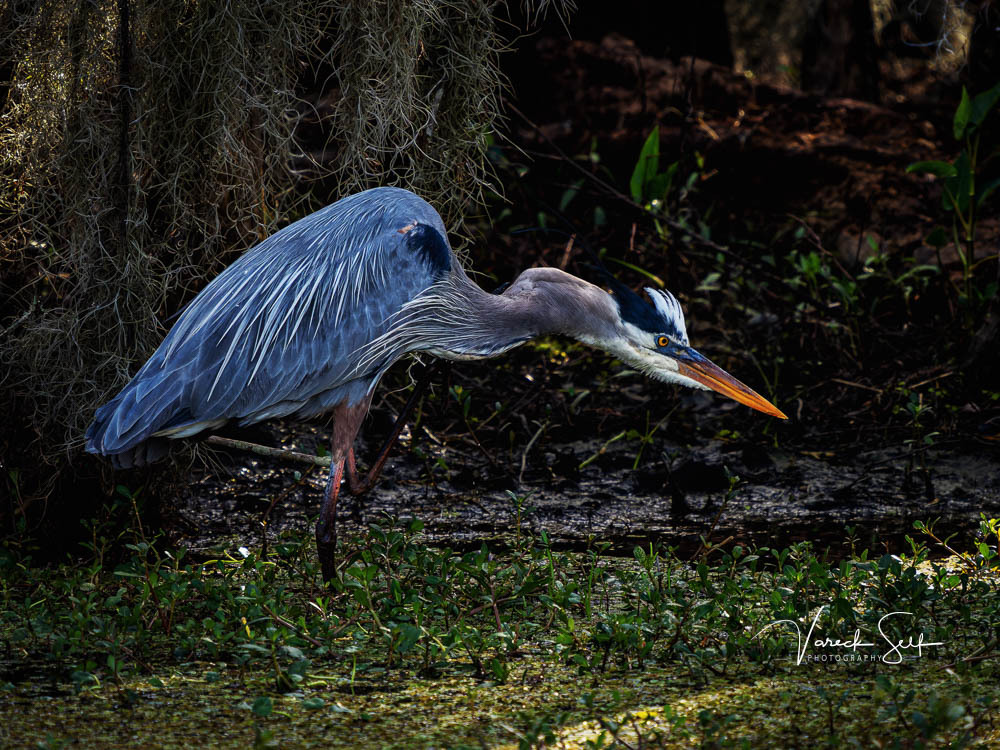 vrself's tweet photo. There something majestic about the Great Blue Heron.
 
#GetOlympus #BreakFreeWithOlympus #AllMightyBirds #AllAboutBirds #Bird_Captures #BirdPhotos #Birding #BirdPhotography #NaturePhotography #LouisianaWildlife #VisitLouisiana #OptOutside #DeepSouth #Onl… https://t.co/TeUtoWNsB5 https://t.co/vJuSiWLmLI