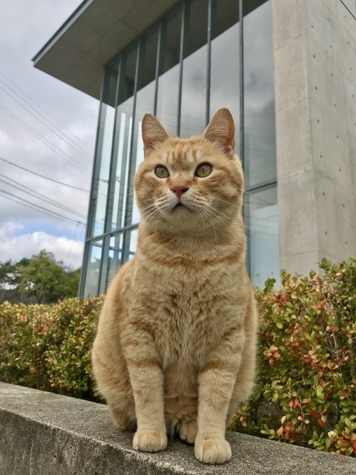 古い 猫 小坊主 陶器人形 椅子に座る小坊主と鞠を追っかける猫