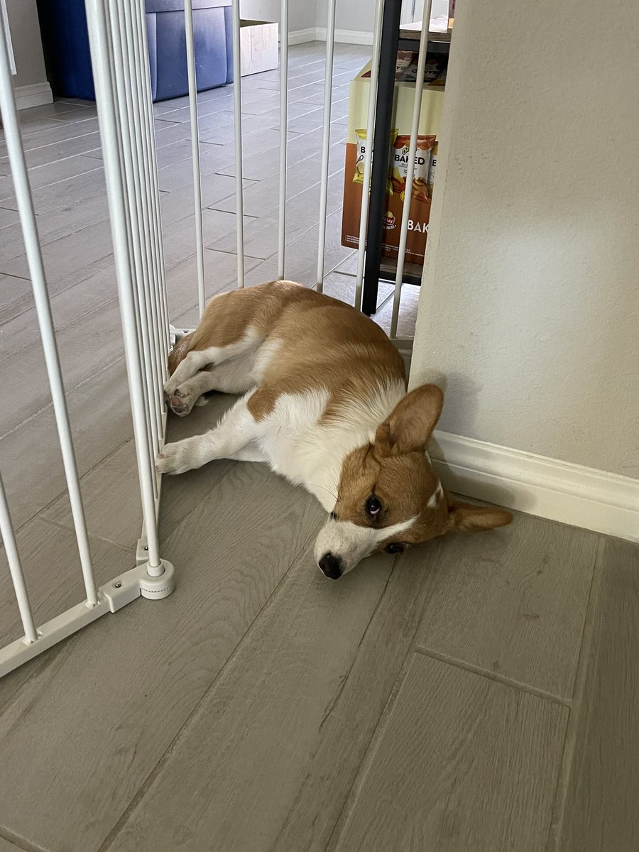 rinthecorgi's tweet photo. When Instagram goes down…

#puppy #pembroke #cardigan #corgicrew #corgi #teamcorgi #photogenic #aloha #cute #cutie #sincity #lasvegas #vegas #wednesdsy #princess #angel #humpday https://t.co/aC9hUVcaJc