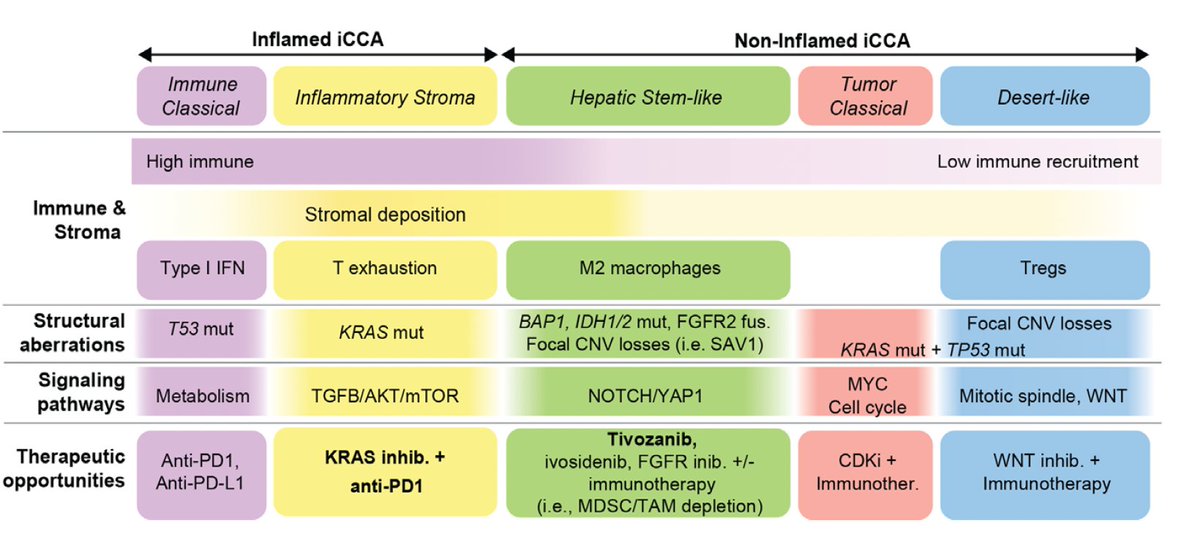Arndt Vogel (@arndtvogel) on Twitter photo 🔥Novel microenvironment-based classification of cholangiocarcinoma with therapeutic implications
<a href="/Gut_BMJ/">Gut Journal</a>
dx.doi.org/10.1136/gutjnl…
👏Great classification with key immunophenotype
correlations -> most iCCA are cold tumors -> we need combinations💊
<a href="/EASLedu/">EASL Education</a> #LiverTwitter <a href="/myESMO/">ESMO - Eur. Oncology</a> 🔥Novel microenvironment-based classification of cholangiocarcinoma with therapeutic implications
<a href="/Gut_BMJ/">Gut Journal</a>
dx.doi.org/10.1136/gutjnl…
👏Great classification with key immunophenotype
correlations -> most iCCA are cold tumors -> we need combinations💊
<a href="/EASLedu/">EASL Education</a> #LiverTwitter <a href="/myESMO/">ESMO - Eur. Oncology</a>