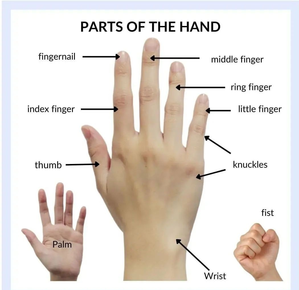Hand Description Inner Hand Labeled Parts