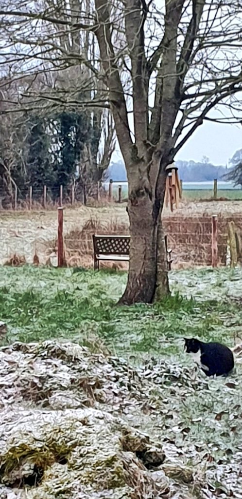 snapperchatta's tweet photo. Hello from North Yorkshire. The neighbour. (May need a click.) #FreddyTheCat #DustingOfSnow #Yorkshire https://t.co/TypN5xYBuE
