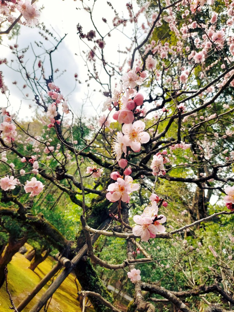 「五十鈴川で清めてぐるっとお参り 」|桜⛩歌のイラスト