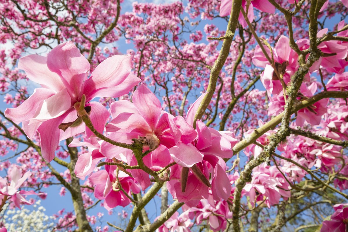 We have to hand it to a magnolia, they know how to welcome spring in style.

Photo: @knightshayesNT, James Dobson

#BlossomWatch