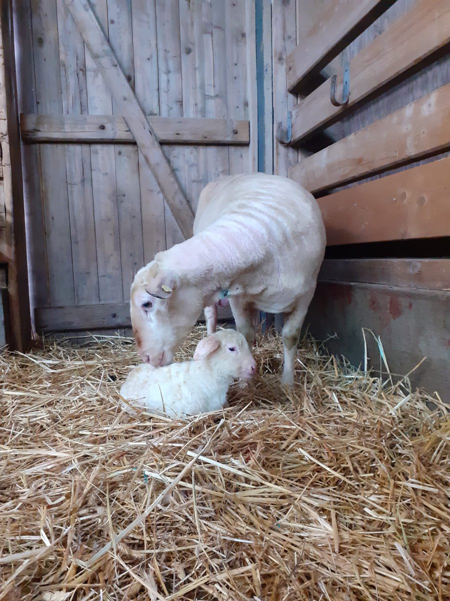 lwknds's tweet photo. Da ist es, das erste Lamm am LBZ Echem! 🐑😍🥳 #Lammzeit
Die Kleine ist wohlauf und hält ihre Mutter bereits ordentlich auf Trab. 😄
Damit die beiden sich in Ruhe kennenlernen können, verbringen sie die ersten Tage in Einzelbuchten und kommen dann wieder in Gruppen zusammen. 🥰🤗 https://t.co/uS0DaYyFKg