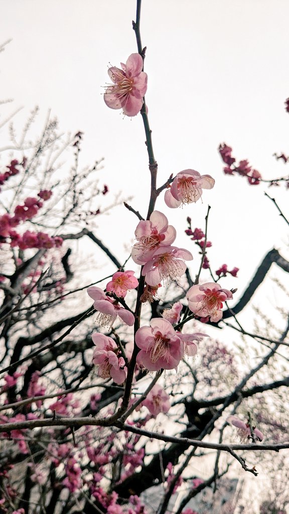 no humans flower branch cherry blossoms blurry outdoors scenery  illustration images