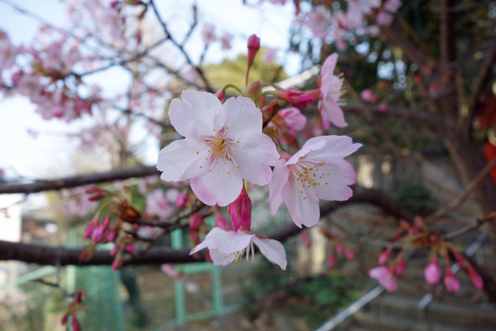 早咲きの蜂須賀桜が見頃です。
#奥の天神生根神社
#蜂須賀桜