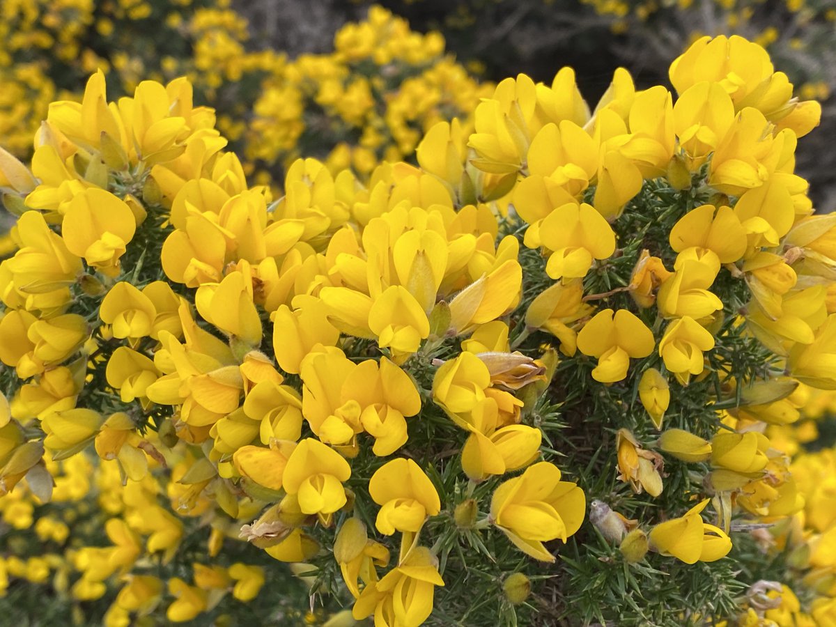Gorse is back in town 💛