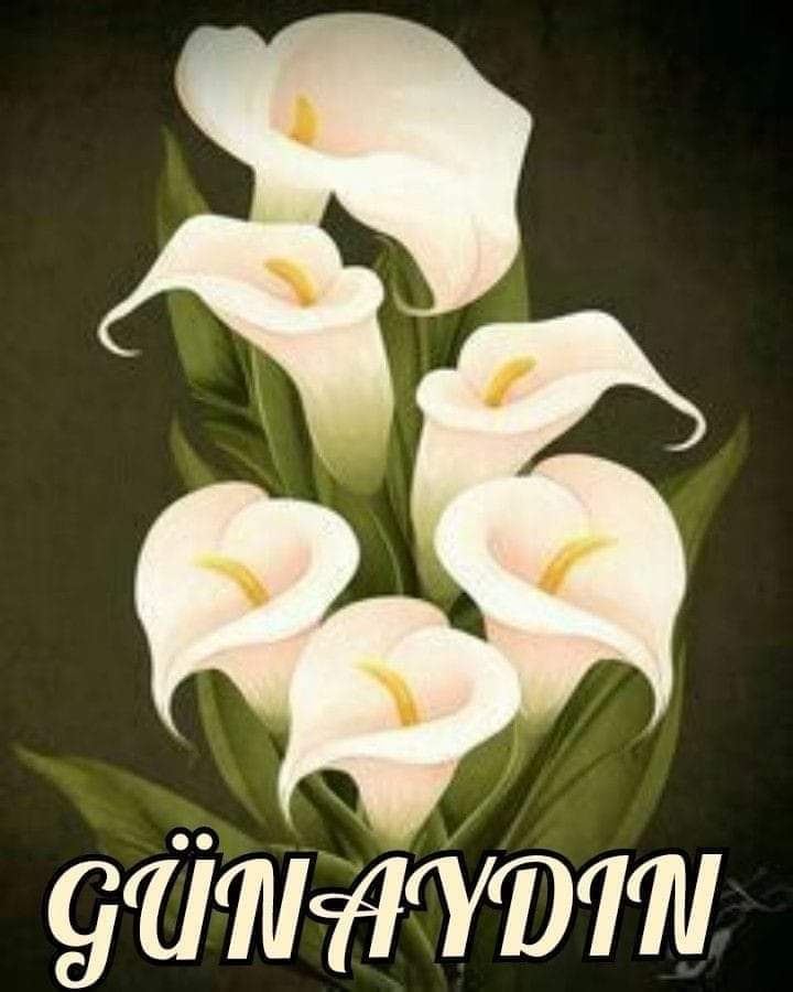 boş isler (@serapahmet14) on Twitter photo 