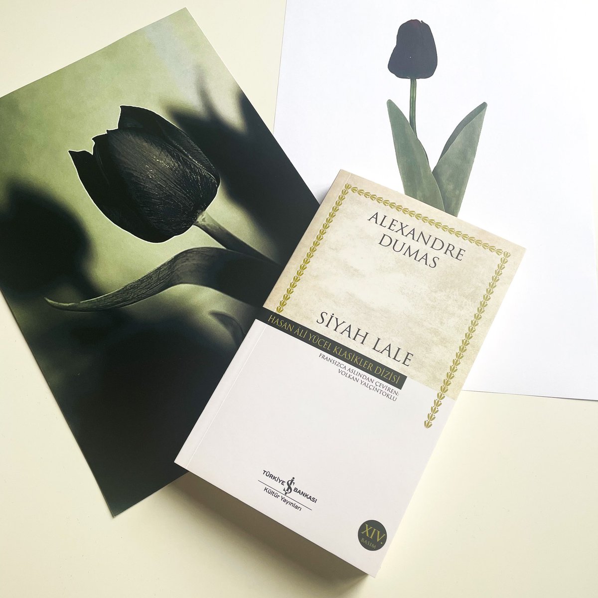 #Finished / #OkudumBitti: #TheBlackTulip by #AlexandreDumas.
#BlackTulip #LaTulipeNoire #SiyahLale #CornelisVanBaerle #CorneliusVanBaerle #Cornelis #VanBaerle #IsaacBoxtel #Rosa #RosaBaerlensis #CornelisDeWitt #JohnDeWitt #WilliamOfOrange #tulip
#dumas #book #books #kitap #read