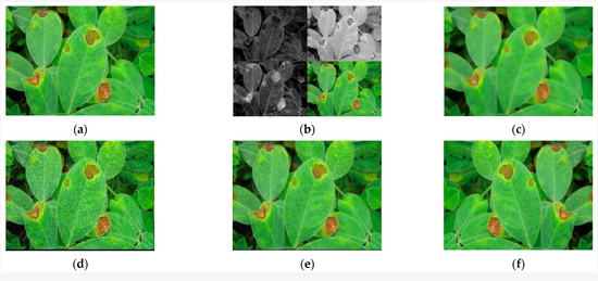 AgricultureMdpi's tweet photo. #AgricultureMdpi - 2022 High Cited Paper
Title: Plant Disease Detection and Classification Method Based on the Optimized Lightweight YOLOv5 Model
Authors: Haiqing Wang et al.
Link: https://t.co/OVdDbiF7fk
#diseaseclassification #YOLOv5model #attentionmechanism #transferlearning https://t.co/dv9wAWzbR1