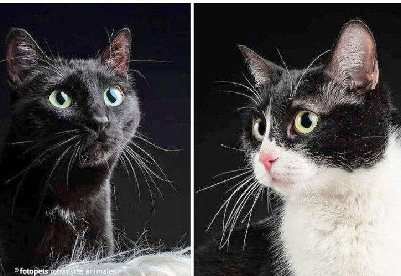 #Madrid

       Deshumanización💔

Martina y Skye fueron adoptadas y a los 4 años, devueltas por q de pronto, zas! surge una alergia.

Están en <a href="/3aHelp/">Help 3A</a> , tristes imagino, asustadas,  esperando a alguien q los sepa querer. 

Más info en bit.ly/3u5KCWO