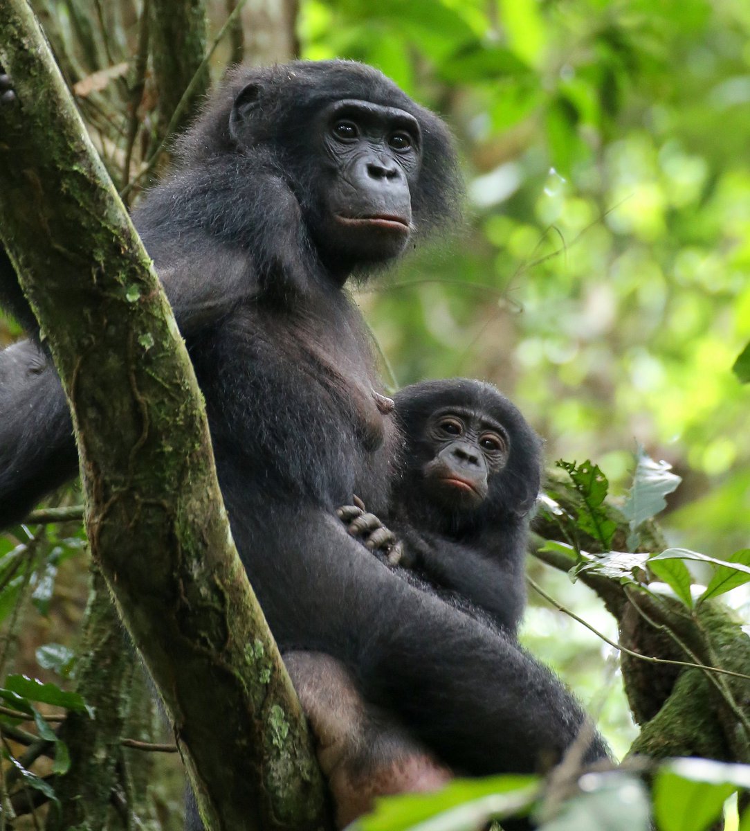 BaserBonobos's tweet photo. Happy #InternationalWomensDay 💃🏾
Bonobos our most closely related evolutionary cousins are living proof that Patriarchy is not
Inevitable. Did you know Bonobos were Matriarchal? #IdentifyWithaBaserBonobo #NFTartwork loading. . . 🕰
#NFT #NFTCommunity
Powered by @NFTMeBaby_io https://t.co/j4X9nIbjJl