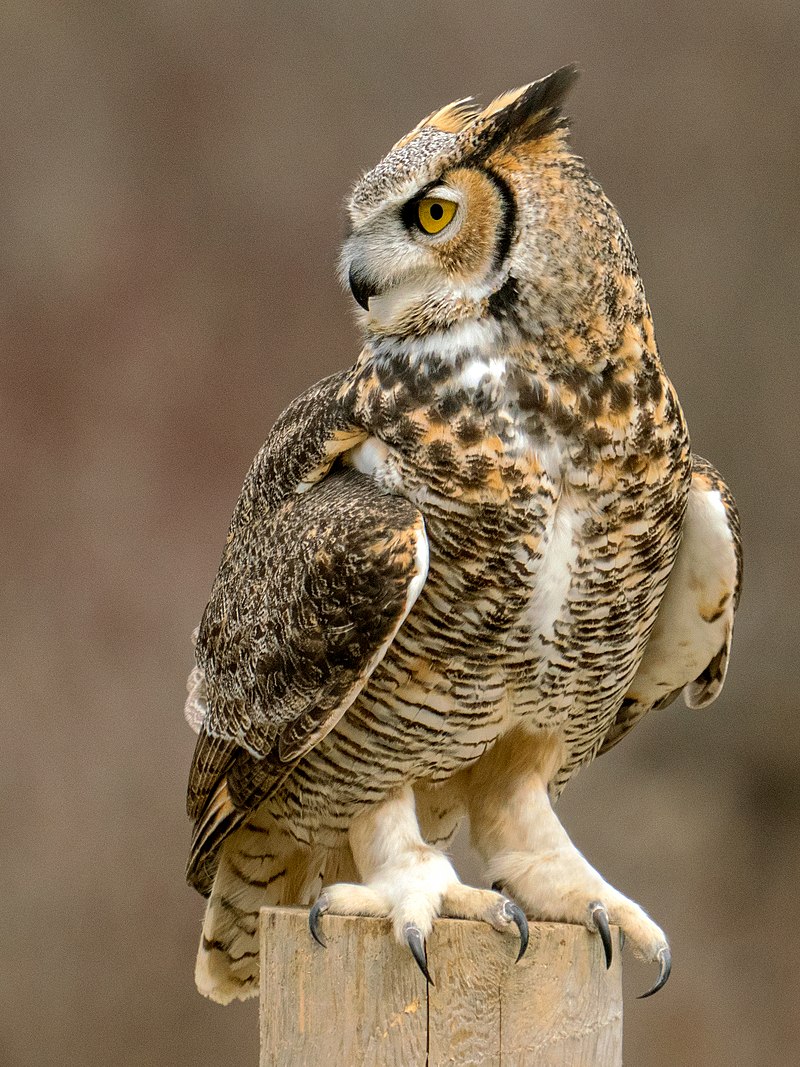 BocaMarla's tweet photo. @kedarus you want me to pick some prompts? I'd like to blend leaf with a great horned owl. But add sepia color and maybe burnt sienna. It's an owl/leaf blend realistic fluffy feathery style of Albrecht Drurer
Here's an owl, needs to be flipped. The frogs you made were a big success https://t.co/RNQerpgBu0