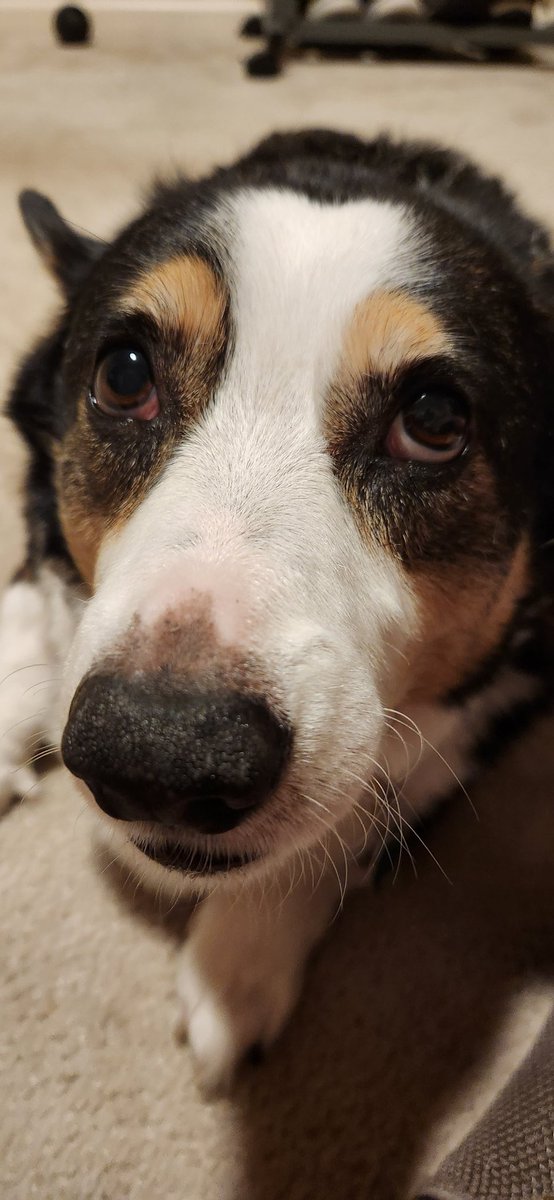 HenryCorgi's tweet photo. Virtual Nose Boop. https://t.co/qtXXKtOYlD