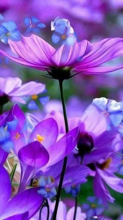 Have a very nice day 💜🌹✨