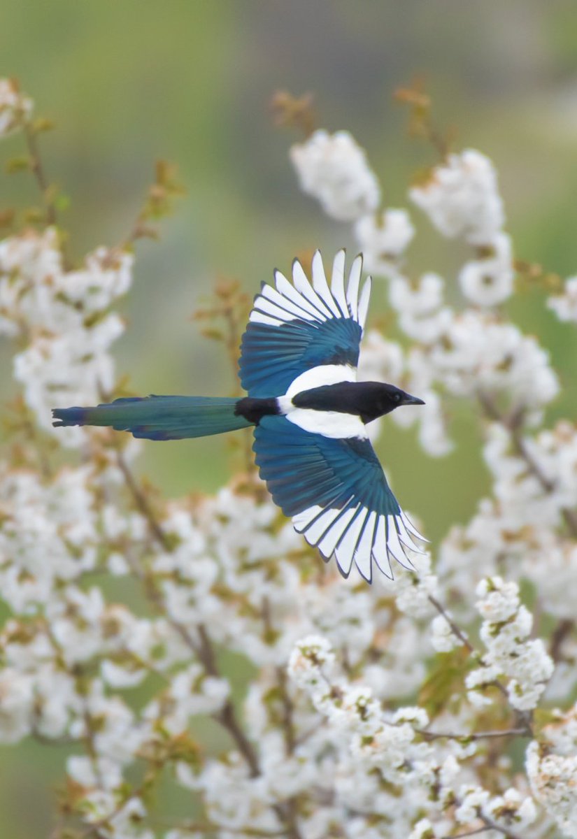PNA (@Scheherzadeh) on Twitter photo 2023-03-09 04:57:26 Spring has sprung.......
Eurasian Magpie (pica pica) amidst apricot blossoms
GB
#Pakistan
#ThePhotoHour #BBCWildlifePOTD #BirdsSeenIn2023 #birdsphotography #BirdsOfTwitter Spring has sprung.......
Eurasian Magpie (pica pica) amidst apricot blossoms
GB
#Pakistan
#ThePhotoHour #BBCWildlifePOTD #BirdsSeenIn2023 #birdsphotography #BirdsOfTwitter