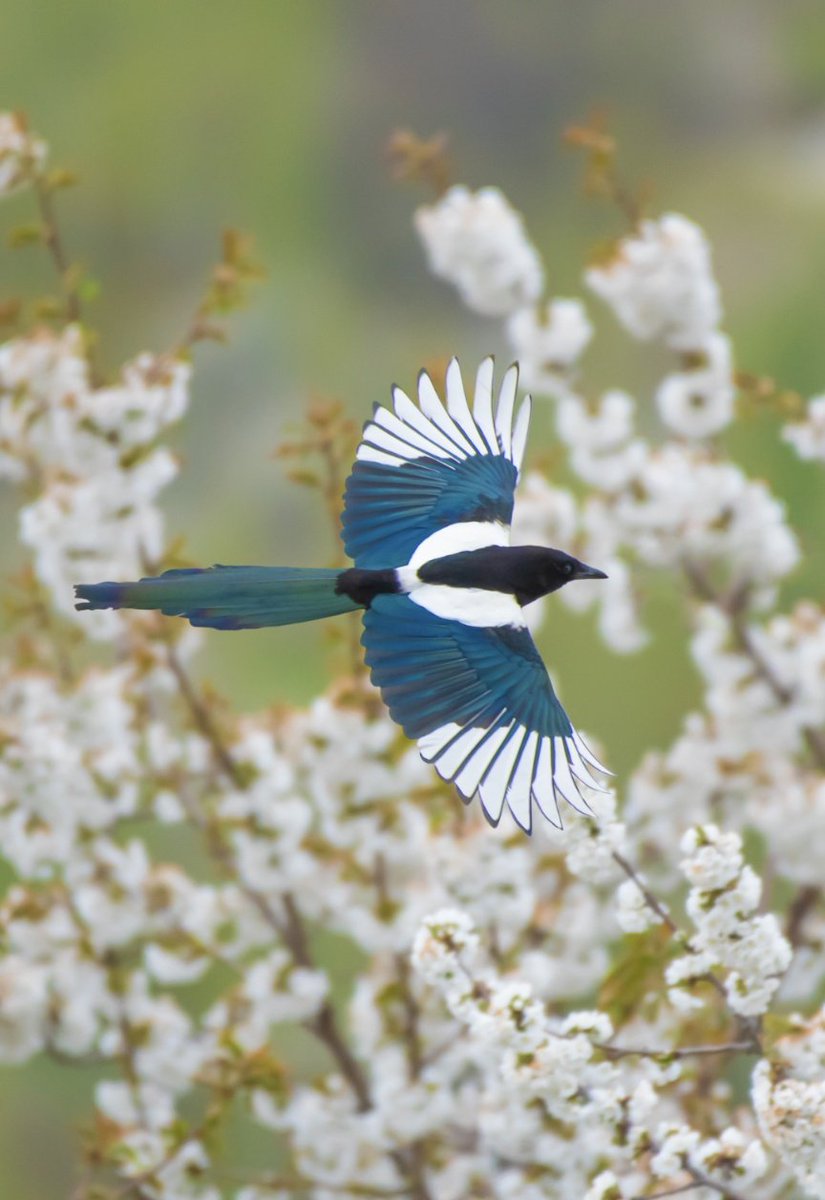 Spring has sprung....... Eurasian Magpie (pica pica) amidst apricot blossoms GB #Pakistan #ThePhotoHour #BBCWildlifePOTD #BirdsSeenIn2023 #birdsphotography #BirdsOfTwitter