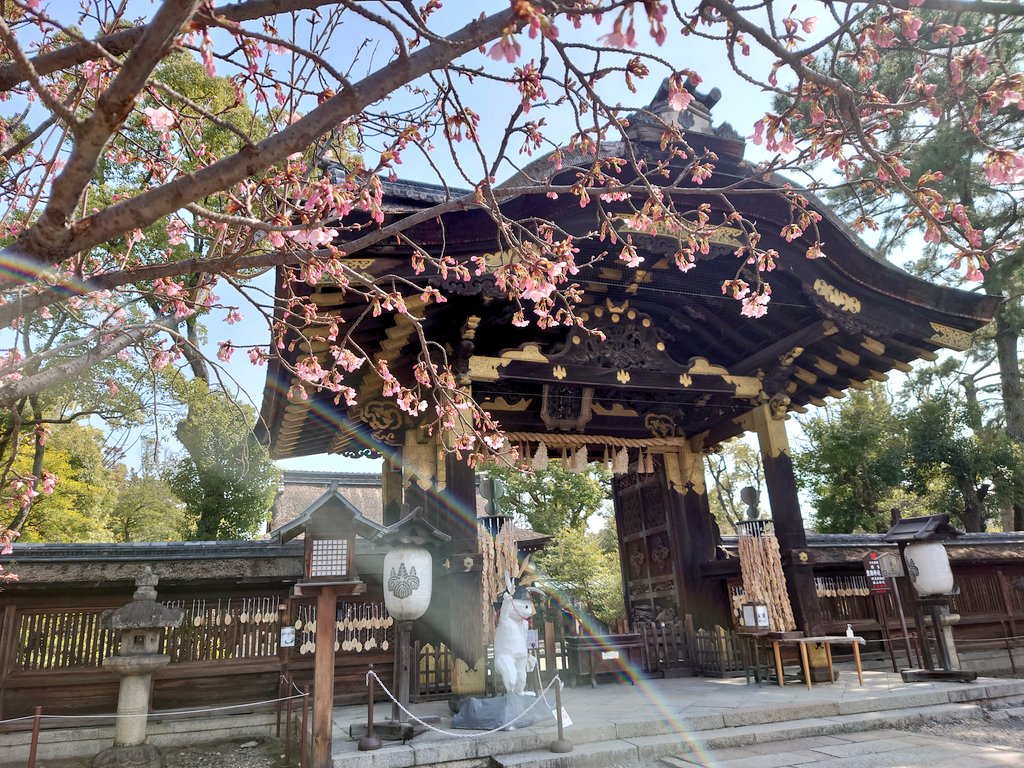 toyokunishrine's tweet photo. 【蜂須賀桜🌸】
暖かい日が続いている為、国宝唐門前の桜は蕾から一気に三分咲き程になりました🌸 https://t.co/fjnFQWHIgD