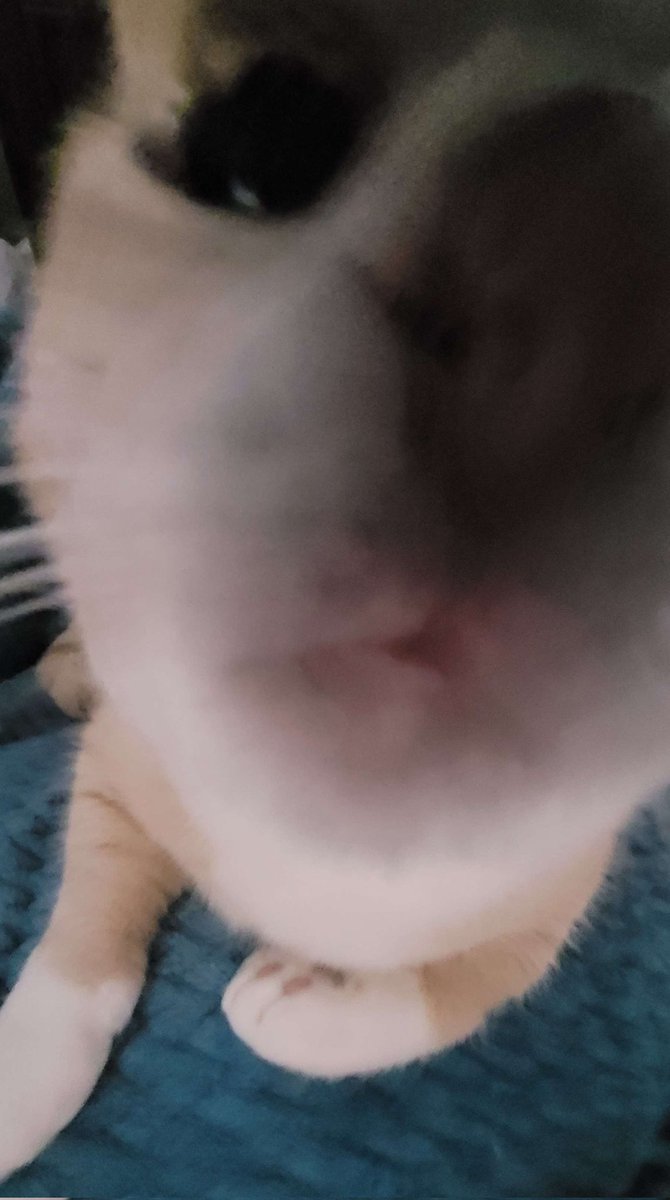 Minasbeans's tweet photo. POV I am sniffing you! https://t.co/JGwKV7gJ4F