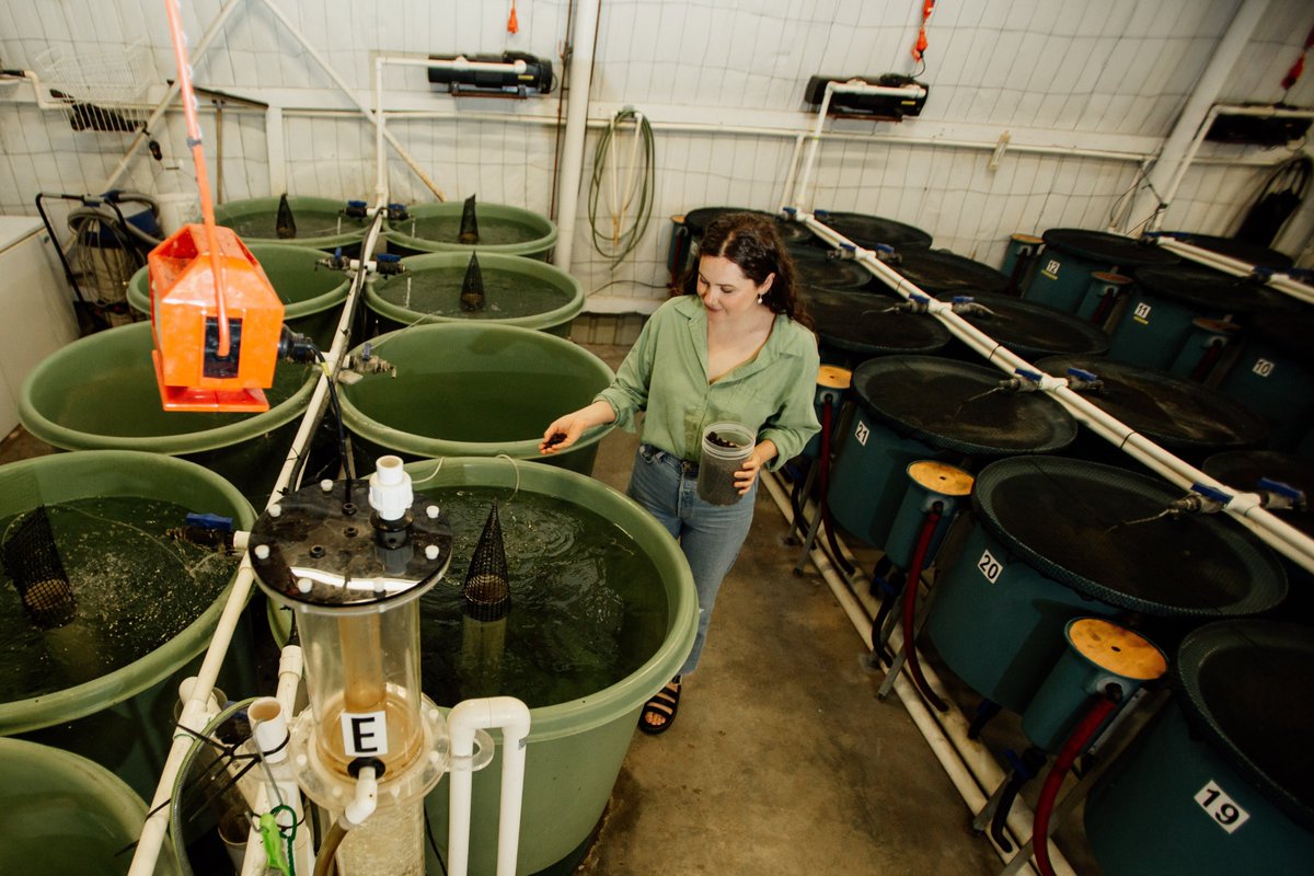 BiolSci_UWA's tweet photo. My #PhD uses high protein #BSF in #aquaculture diets (pictured), to replace ingredients such as 🐟 and 🌾, with the aim to reduce our strain on #naturalresources.

Simply... why feed fish ➡️ fish ➡️ humans, when we can put fish directly on our plates 🍽️?! https://t.co/RqCXGNdEwD