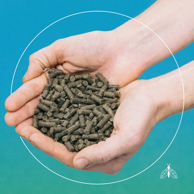 BiolSci_UWA's tweet photo. My #PhD uses high protein #BSF in #aquaculture diets (pictured), to replace ingredients such as 🐟 and 🌾, with the aim to reduce our strain on #naturalresources.

Simply... why feed fish ➡️ fish ➡️ humans, when we can put fish directly on our plates 🍽️?! https://t.co/RqCXGNdEwD