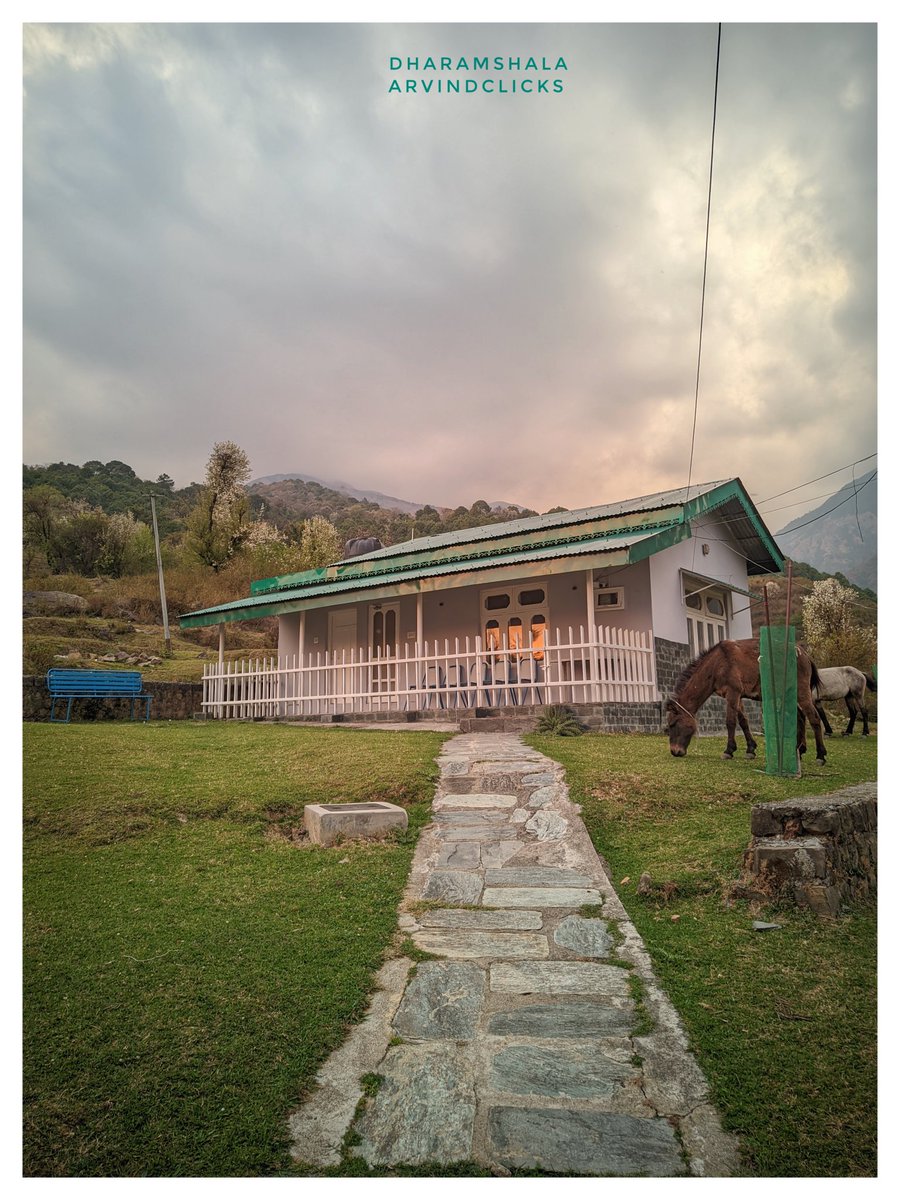 #horsepower 
#dharamshala #HimachalPradesh 
#mobilephotography #kangravalley
