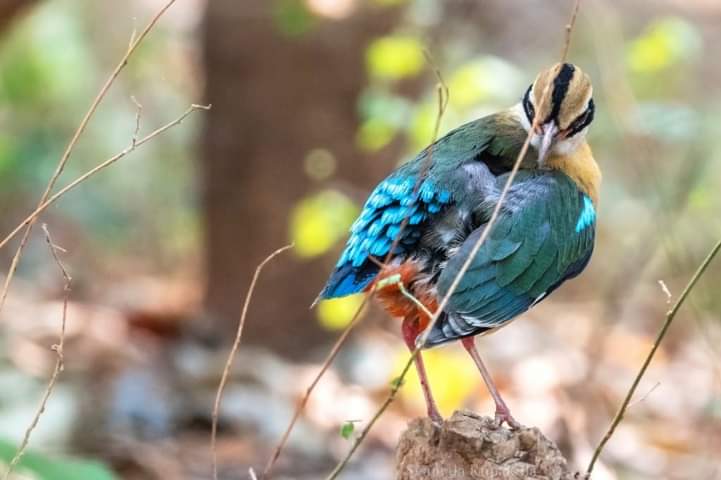 #ColourfulBirds #indiaves my first entry set would always be of Indian Pitta !