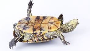 charles270's tweet photo. Mitch McConnell right now https://t.co/THina8H3Al