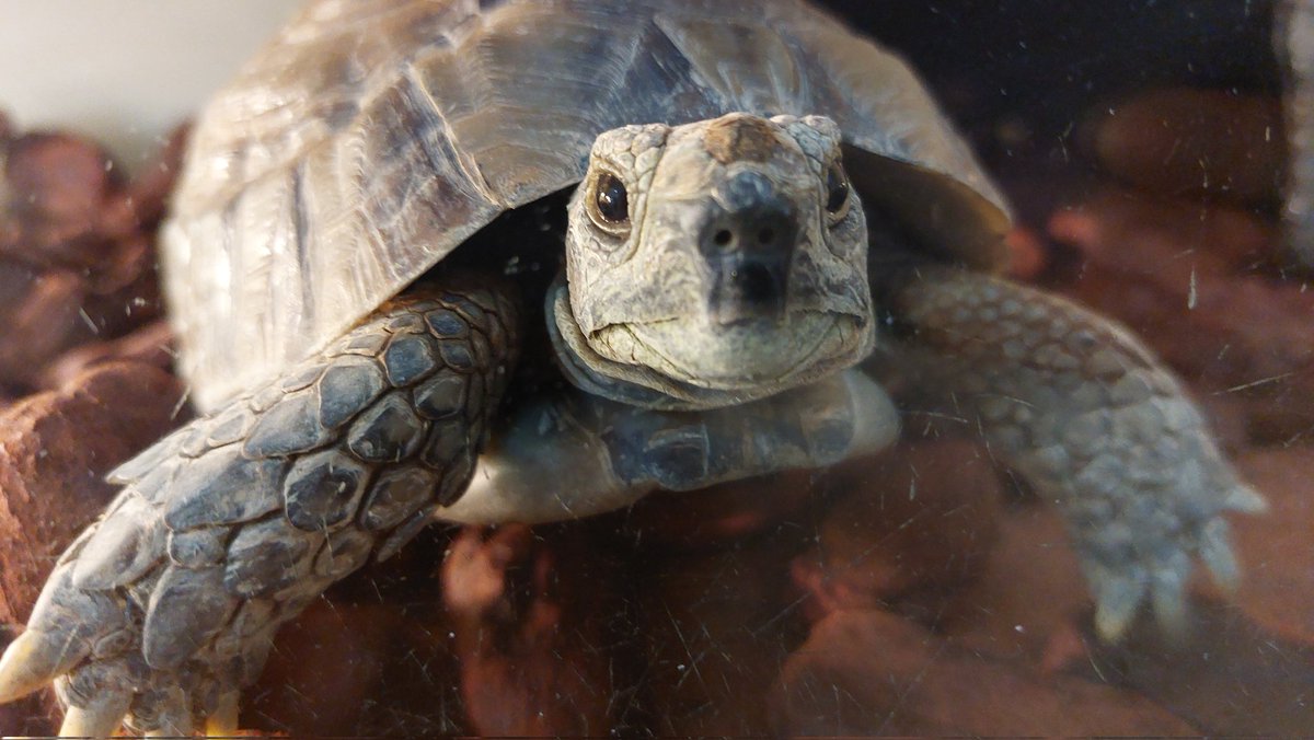 めっちゃクンクンしてる。人間はいい香りだけどカメはどう感じるのか 