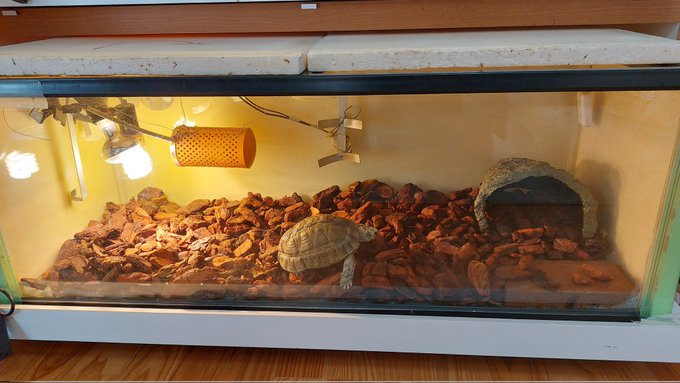 めっちゃクンクンしてる。人間はいい香りだけどカメはどう感じるのか 