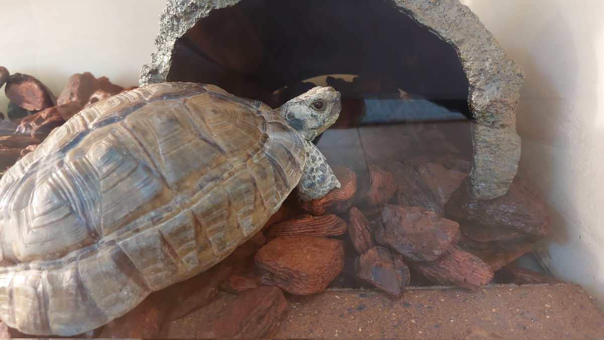 めっちゃクンクンしてる。人間はいい香りだけどカメはどう感じるのか 