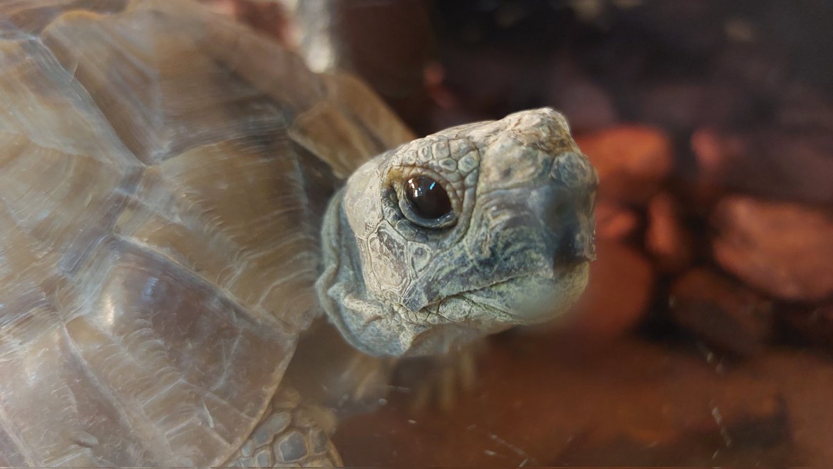 めっちゃクンクンしてる。人間はいい香りだけどカメはどう感じるのか 