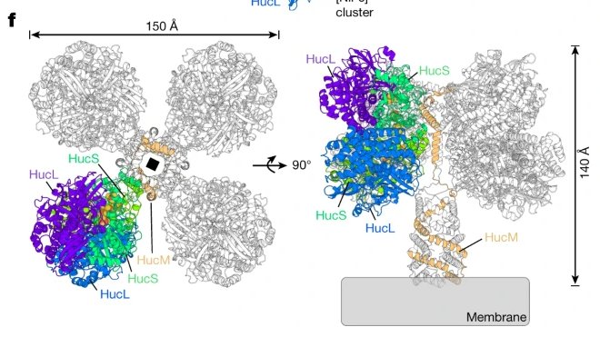 This is an enzyme called "Huc." Scientists say it may power your cellphone someday 🦠📱

Huc can produce a small electrical current by consuming hydrogen in the air, acting like a "natural battery" that generates power from almost nothing

By <a href="/SybillaGross/">Sybilla Gross</a>
bloomberg.com/news/articles/…