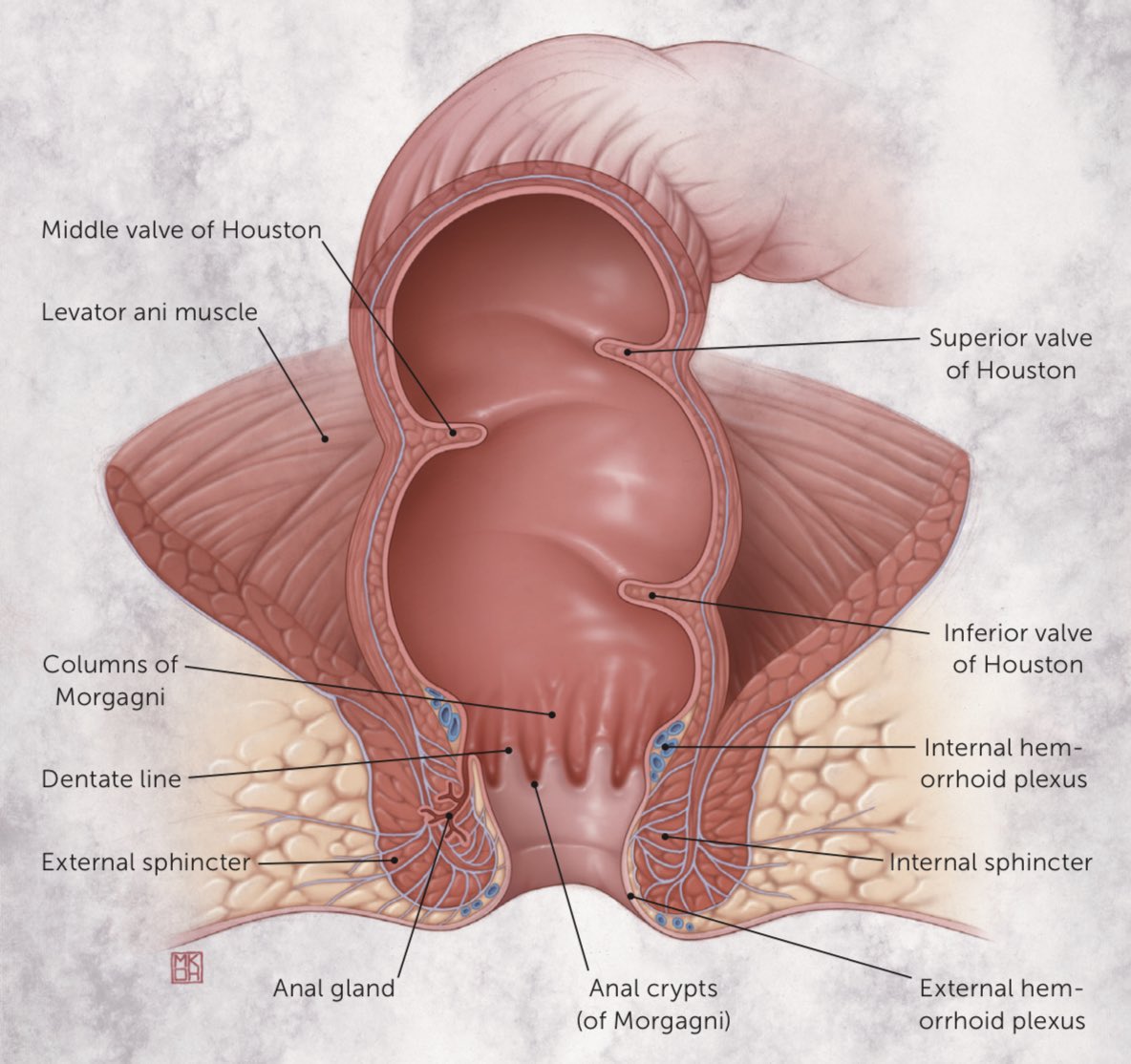 Keith Siau on X: Just to clarify the anatomy, this is the lower rectum  (inferior 6cm between anal verge and the inferior valve of Houston). Here  is a quick refresher (via @AAFP_FMIG)