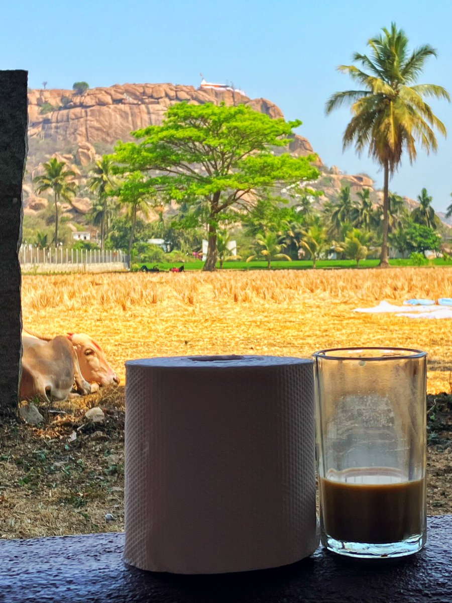 When you have a sodding cold in India. Getting through it with chai, a cow, a view and a big pile of tissue #travel #india #indialove #travelbloggers