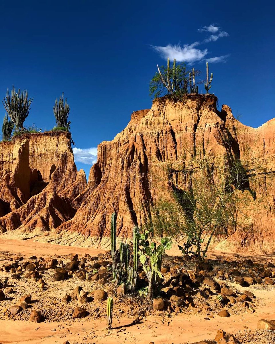 ColombieTravel's tweet photo. 40 degrés Celsius, l'exubérance de la forêt tropicale sèche du sud de la Colombie apparaît : le désert de Tatacoa. #instavoyage #trip #voyage #experiences #igerscolombia #colombie #voyage #colombie #désert #adventure #aventure #co #visitcolombia #printemps #mardimotivation https://t.co/tH7TNpKZRC