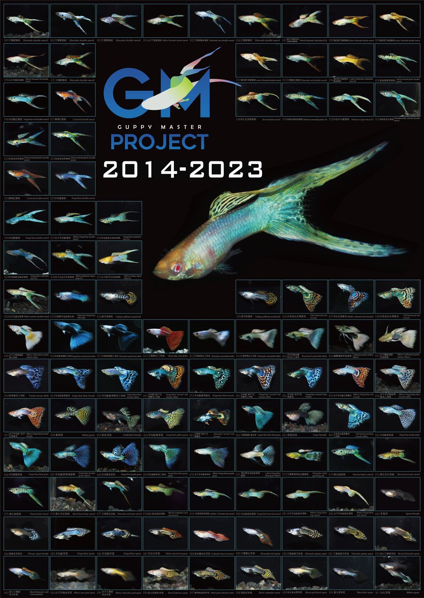 guppymproject's tweet photo. Guppy Master Project 9 years guppy poster pre-order now! 

For Japan hobbyist or collector, it will be 1200 yen per one. And I hope we can do a groupbuy for Japan to breakdown the shipping cost! :)

Poster size is A1 (84.1*59.4cm), and it's a bit water proof in surface. https://t.co/2PaquOUxnc