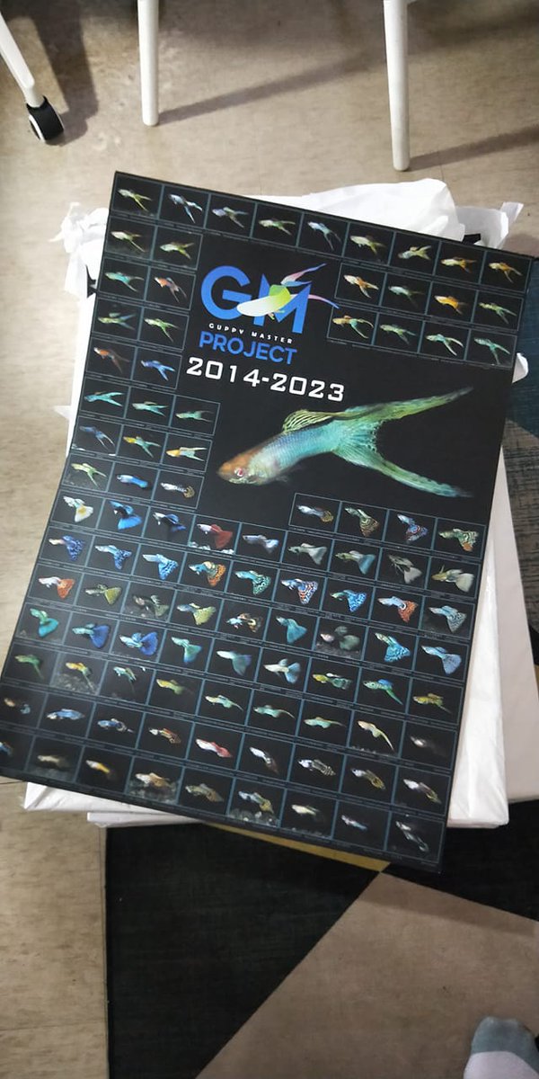 guppymproject's tweet photo. Guppy Master Project 9 years guppy poster pre-order now! 

For Japan hobbyist or collector, it will be 1200 yen per one. And I hope we can do a groupbuy for Japan to breakdown the shipping cost! :)

Poster size is A1 (84.1*59.4cm), and it's a bit water proof in surface. https://t.co/2PaquOUxnc