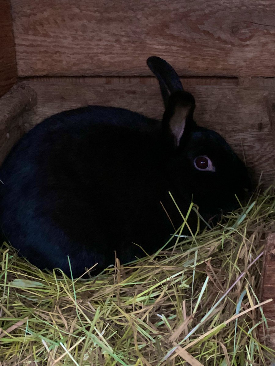 RabbitryRex tweet picture