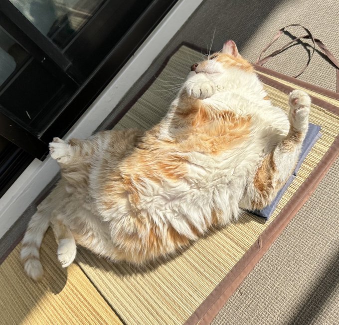 値段が激安 古い 猫 小坊主 陶器人形 椅子に座る小坊主と鞠を