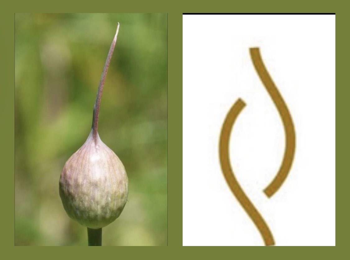 El origen de Alycin
¿Sabes que es?
Danos tu opinión